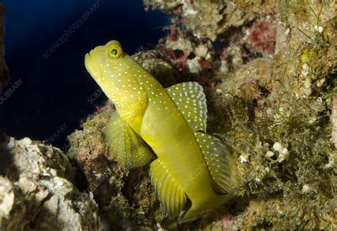 Yellow Prawn Goby Stock Image C0258446 Science Photo Library
