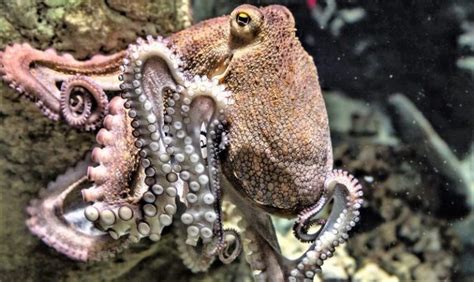 Cephalopods What Are Characteristics Types Feeding Habitat Examples
