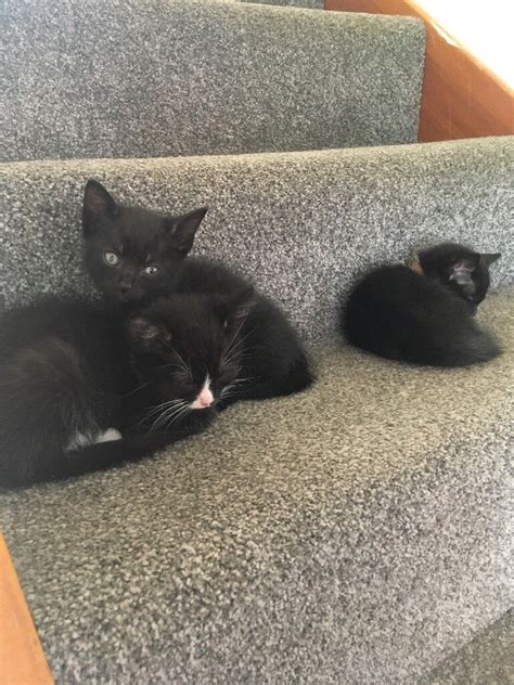 Black Kittens For Sale | in Coleshill, West Midlands | Gumtree