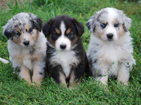 australian shepherd | Someday Morning
