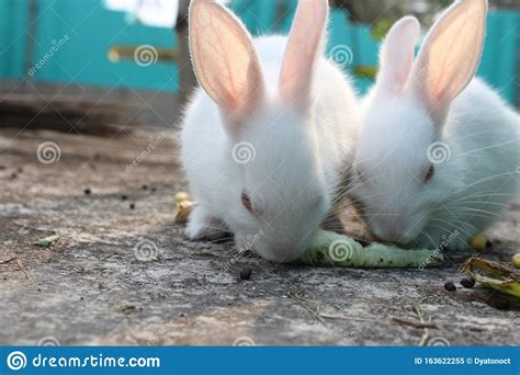 White Rabbits Playing And Enjoying In Their Way Stock Image Image Of