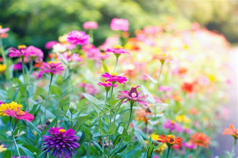 When it comes to feeding their caterpillars, butterflies and moths. Grow a Butterfly Garden: 8 Easy Tips | Reader's Digest
