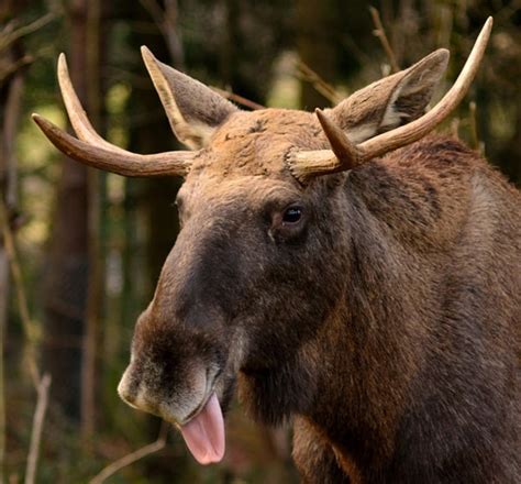 55 Pictures of Animals Showing Their Tongue - Tail and Fur