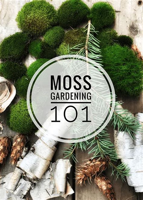 How To Grow Moss A Moss Gardening Guide Growing Moss Moss Garden