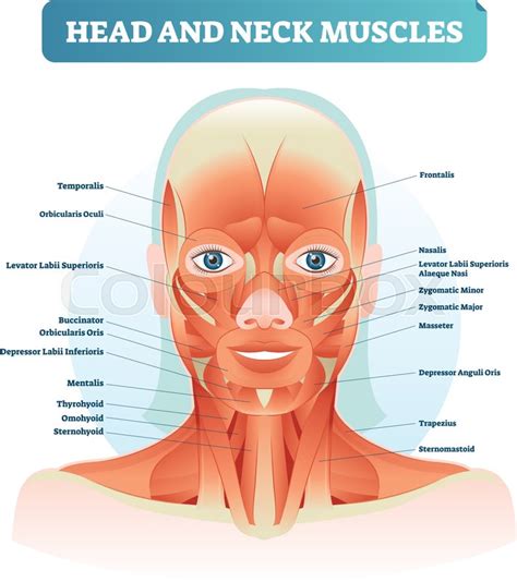 Neck Muscle Diagram Anatomy Of Shoulder Bones Ideas Shoulder Anatomy