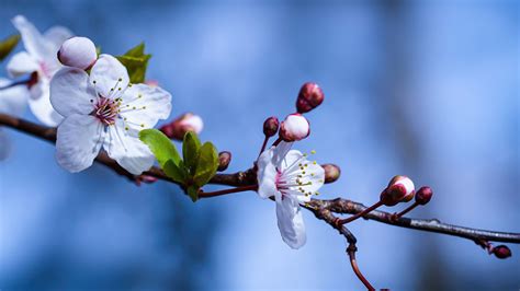 Blossom Spring Branch In Blue Blur Background HD Flowers Wallpapers | HD Wallpapers | ID #55263