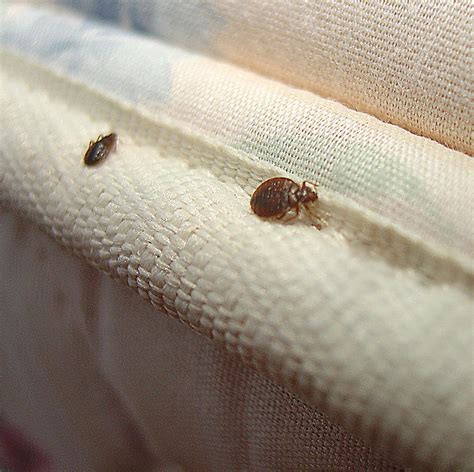 How To Find Bed Bugs Bed Bug Guide