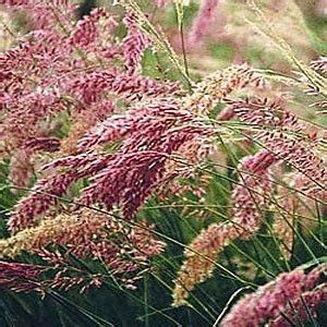 Melinis nerviglumis 'pink crystals' ruby grass ornamental grass. Melinis nerviglumis Savannah from Santa Rosa Gardens ...