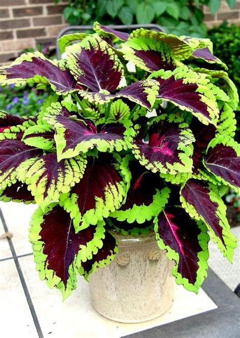 We did not find results for: Start growing these wonderful coleus plants in pots or ...