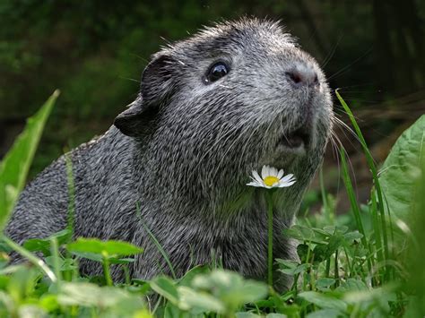 The agouti gene, with its dominant a allele and recessive a allele, controls the coding for agouti signaling protein (asip; Cobaya agouti: descubre a esta preciosa desconocida