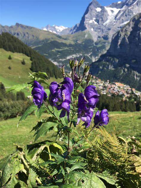 Flowers From The Swiss Alps