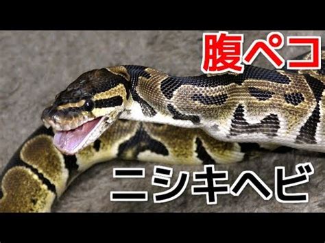 Pixiv is an illustration community service where you can post and enjoy creative work. 腹ペコのニシキヘビに餌を与える - YouTube