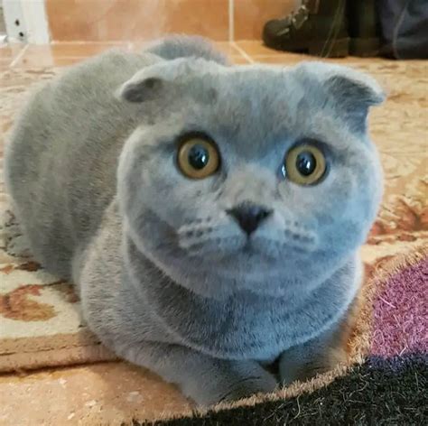 All Cats With Folded Ears Scottish Fold Cats And Kittens Cat Breed