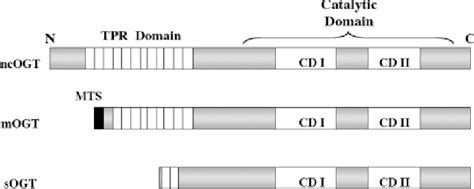 Schematic Structure Of Ogt Isoforms Three Isoforms Of Human Ogt Are