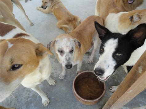 Spaying Sponsorship For 2 Female Dogs Mdm Hoo And Lai Mei Kueens