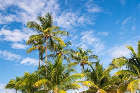 Palmeras En El Soleado Cielo Azul En Great Stripe Cay Bahamas