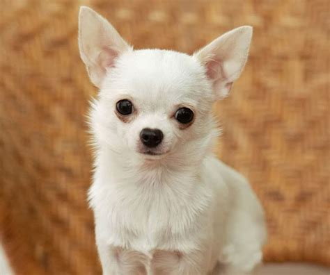 Apple Head Chihuahua Different Breeds Of Dogs Cute Dogs Pictures