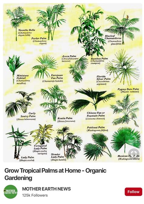 Types Of Palm Trees Chart