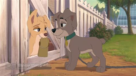 Lady And The Tramp Ii Scamps Adventure Wallpapers Movie
