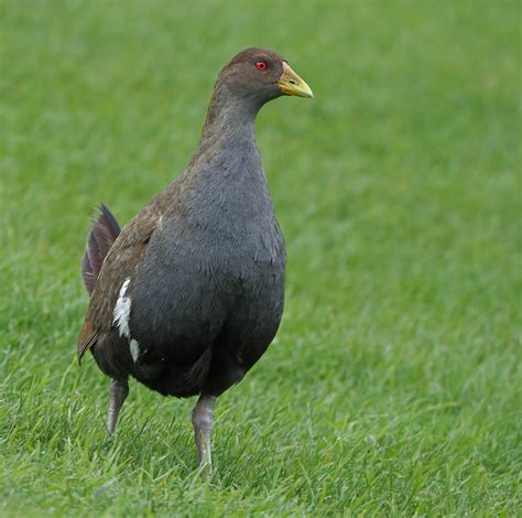 Tasmanian Native Hen Image Id 45652