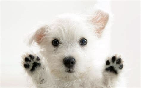 Hello Puppies Wallpaper 9415183 Fanpop