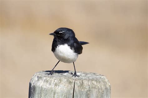 Willie Wagtail Australian Geographic
