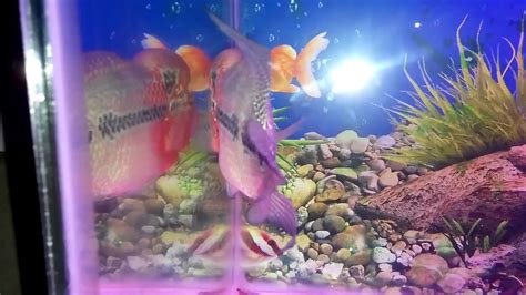 Ikan louhan merupakan ikan hias yang sudah terkenal akan keindahan dan juga keunikannya, ikan hias louhan biasanya di taruh di dalam aquarium yang indah dan juga yang banyak memiliki berbagai. Louhan SRD - YouTube