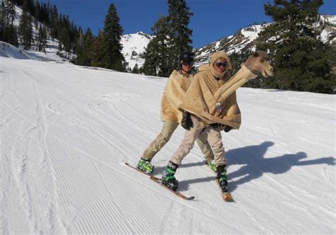 Funny camel limousin service in egypt. Camels Can Ski | 11 Funny Skiers and Epic Fails!