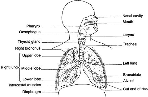 Diagrams Of Lungs Free 101 Diagrams