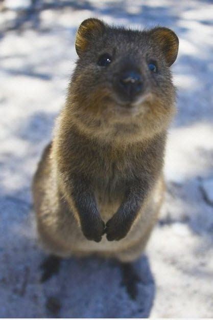 This page is part of the active wild australian animals series. The cute quokka | Too Cute To Bear
