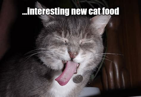We did not find results for: Lolcats - new - LOL at Funny Cat Memes - Funny cat ...