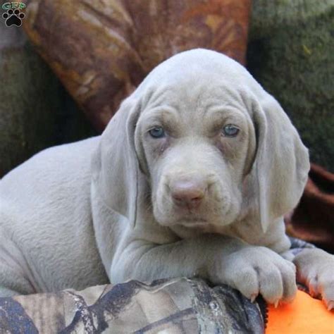 Find weimaraner puppies that are ready to take home immediately or will be available shortly from some of the top breeders in the country. Tucker - Weimaraner Puppy For Sale in Pennsylvania ...