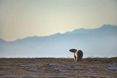 Polar Bear Barter Island Brooks Range Mountains Arctic National