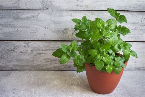 How To Grow Mint Kids Do Gardening