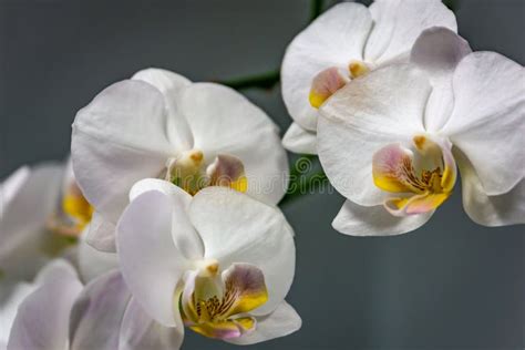 Closeup Of White Phalaenopsis Orchid Flower Phalaenopsis Known As The