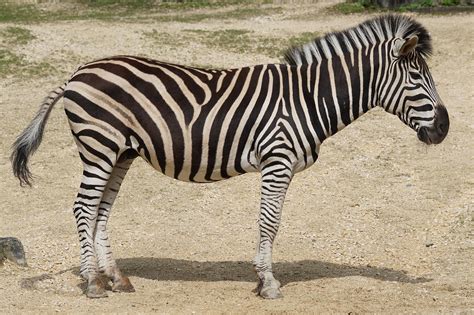 Chapmans Zebra