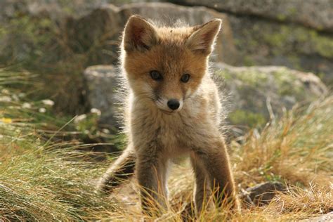 A Baby Fox Near Its Den Baby Wild Animals Fox Animals Wild