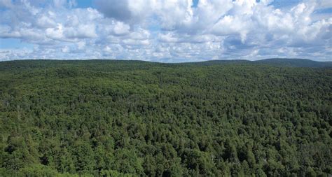 Boreal Forest State Of North Americas Birds 2016