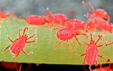 Red mites, red mites on concrete, red mites in house, red mite infestation, red mite bites, red mite eggs, red mites on birds, red mites chickens, red mites on plants, red mites pictures. Secretion waterproofs : Trombidiformes - AskNature
