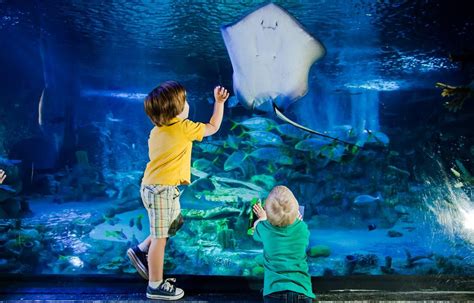 Come And Have An Underwater Adventure At The National Sea Life Centre