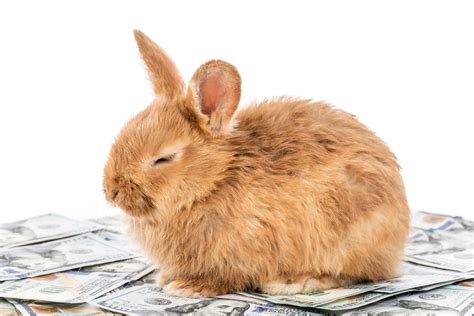 How Much Does A Pet Rabbit Cost To Care For Petsoid