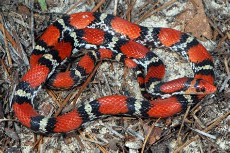 Scarlet Snake Cemophora Coccinea