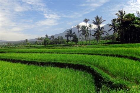 Delightful Asia Green Field Free Image Download