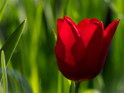 Tulipano Rosso | JuzaPhoto