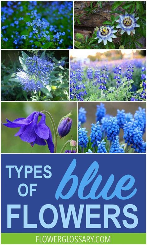 Types Of Blue Flowers For Anyone Looking For A Detailed List And
