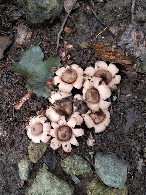 Acorn Flower Mushrooms What Are These Rmycology
