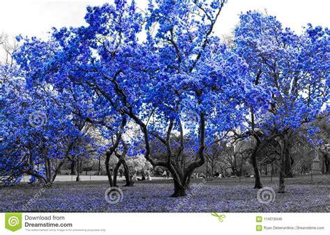 The most common blue leaves tree material is metal. Blue Trees In Black And White Landscape New York City ...
