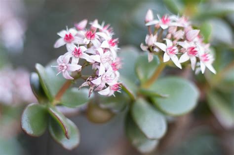 Want to frolic in fields of beautiful flowers in southern california? winter flowers, berkeley, california