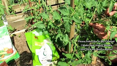 How To Prune A Beefsteak Tomato Plant Answer