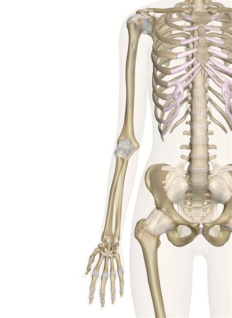 The Arm And Hand Bones Anatomy And 3d Illustrations
